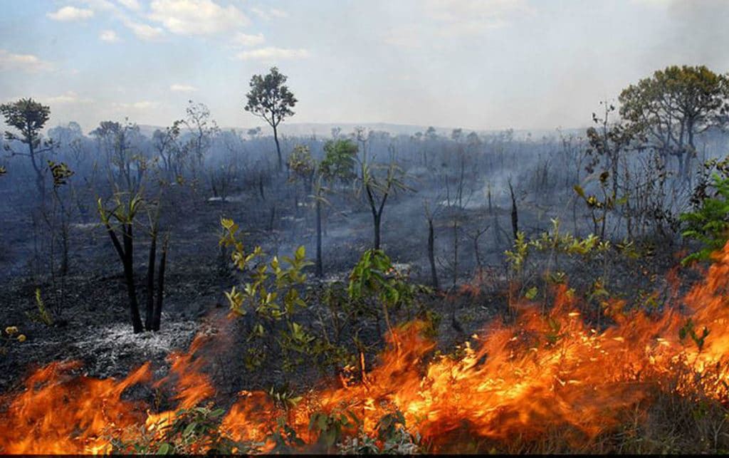 CNBB condena degradação ambiental do país no governo de Bolsonaro